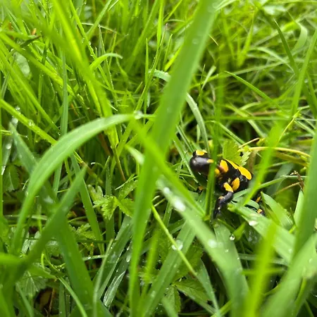 Διαμέρισμα Nel Bosco