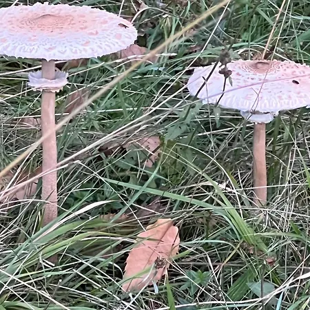 Nel Bosco *
