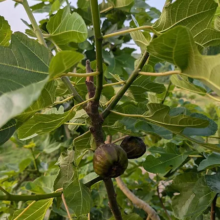 Nel Bosco Cairo Montenotte