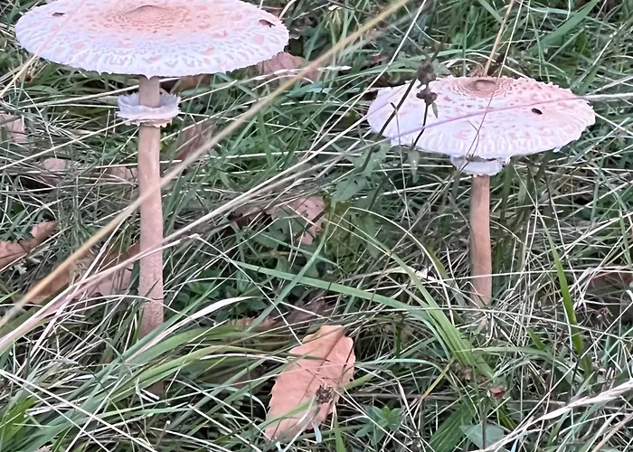 Nel Bosco *